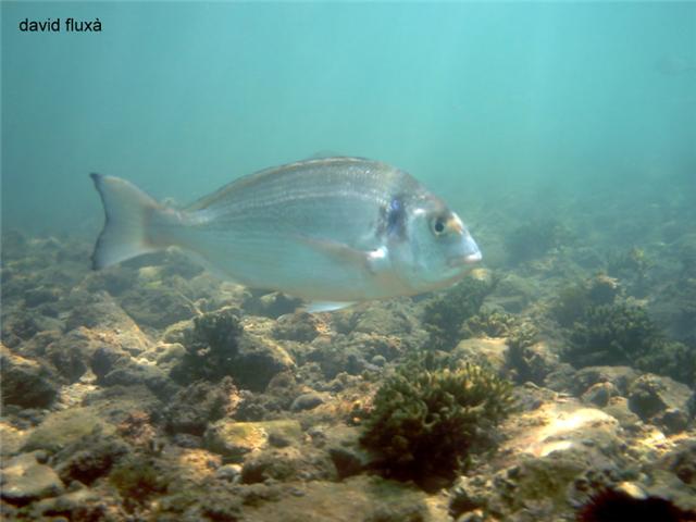 Dorada