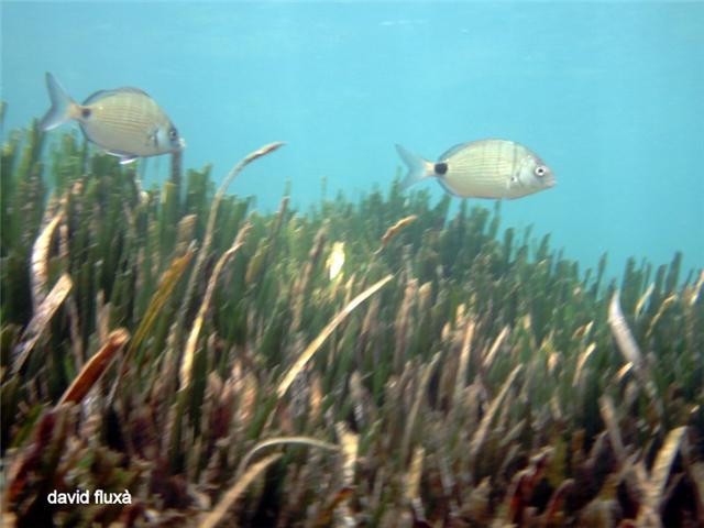 Posidonia y Sargos
