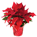 Euphorbia pulcherrima, conocida comúnmente como flor de Nochebuena, flor de Navidad, flor de pascua, pastora o poinsetia,La flor de Nochebuena, es la típica planta de la Navidad.